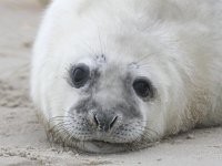 Halichoerus grypus 168, Grijze zeehond, Saxifraga-Bart Vastenhouw