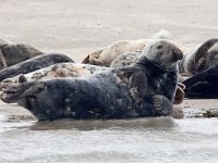 Halichoerus grypus 170, Grijze zeehond, Saxifraga-Bart Vastenhouw