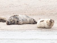 Halichoerus grypus 171, Grijze zeehond, Saxifraga-Bart Vastenhouw