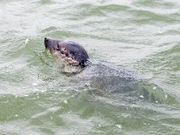 Halichoerus grypus 176, Grijze zeehond, Saxifraga-Bart Vastenhouw