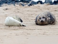 Halichoerus grypus 178, Grijze zeehond, Saxifraga-Bart Vastenhouw