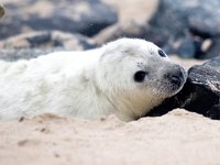 Halichoerus grypus 186, Grijze zeehond, Saxifraga-Bart Vastenhouw