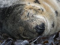 Halichoerus grypus 203, Grijze zeehond, Saxifraga-Bart Vastenhouw