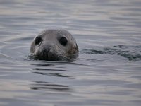 Halichoerus grypus 209, Grijze Zeehond, Saxifraga-Tom Heijnen