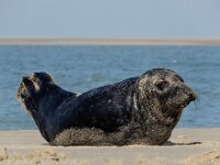 Halichoerus grypus 224, Grijze zeehond gespeende pup, Saxifraga-Ed Stikvoort : grijze zeehond pup Renesse