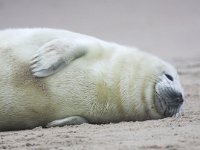 Halichoerus grypus 26, Grijze zeehond, Saxifraga-Bart Vastenhouw