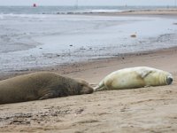 Halichoerus grypus 27, Grijze zeehond, Saxifraga-Bart Vastenhouw