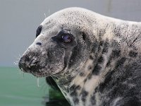 Halichoerus grypus 36, Grijze zeehond, Saxifraga-Bart Vastenhouw