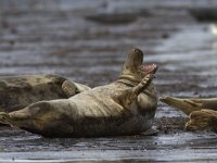 Halichoerus grypus 44, Grijze zeehond, Saxifraga-Mark Zekhuis