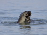 Halichoerus grypus 47, Grijze zeehond, Saxifraga-Mark Zekhuis