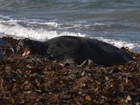 Halichoerus grypus 60, Grijze zeehond, Saxifraga-Bart Vastenhouw