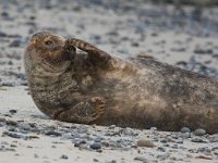 Halichoerus grypus 63, Grijze zeehond, Saxifraga-Bart Vastenhouw