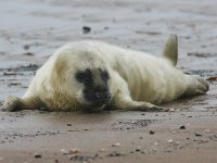 Halichoerus grypus 65, Grijze zeehond, Saxifraga-Bart Vastenhouw