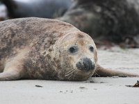 Halichoerus grypus 66, Grijze zeehond, Saxifraga-Bart Vastenhouw