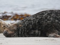 Halichoerus grypus 67, Grijze zeehond, Saxifraga-Bart Vastenhouw