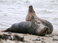 Halichoerus grypus 79, Grijze zeehond, Saxifraga-Bart Vastenhouw