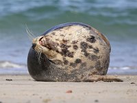 Halichoerus grypus 81, Grijze zeehond, Saxifraga-Bart Vastenhouw