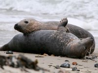 Halichoerus grypus 99, Grijze zeehond, Saxifraga-Bart Vastenhouw