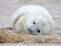 Halichoerus grypus 10, Grijze zeehond, Saxifraga-Bart Vastenhouw