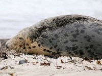 Halichoerus grypus 100, Grijze zeehond, Saxifraga-Bart Vastenhouw