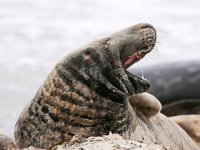 Halichoerus grypus 101, Grijze zeehond, Saxifraga-Bart Vastenhouw