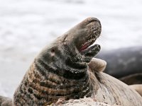 Halichoerus grypus 102, Grijze zeehond, Saxifraga-Bart Vastenhouw