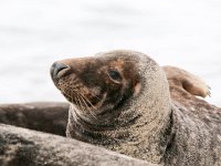 Halichoerus grypus 103, Grijze zeehond, Saxifraga-Bart Vastenhouw