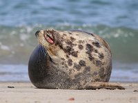 Halichoerus grypus 104, Grijze zeehond, Saxifraga-Bart Vastenhouw