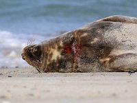 Halichoerus grypus 105, Grijze zeehond, Saxifraga-Bart Vastenhouw