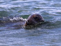 Halichoerus grypus 107, Grijze zeehond, Saxifraga-Bart Vastenhouw