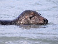 Halichoerus grypus 108, Grijze zeehond, Saxifraga-Bart Vastenhouw