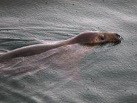 Halichoerus grypus 109, Grijze zeehond, Saxifraga-Bart Vastenhouw