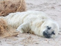 Halichoerus grypus 11, Grijze zeehond, Saxifraga-Bart Vastenhouw