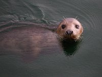 Halichoerus grypus 110, Grijze zeehond, Saxifraga-Bart Vastenhouw