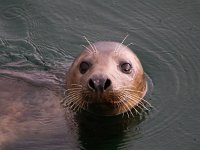 Halichoerus grypus 111, Grijze zeehond, Saxifraga-Bart Vastenhouw