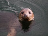 Halichoerus grypus 112, Grijze zeehond, Saxifraga-Bart Vastenhouw