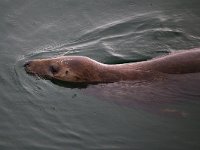 Halichoerus grypus 113, Grijze zeehond, Saxifraga-Bart Vastenhouw