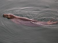 Halichoerus grypus 114, Grijze zeehond, Saxifraga-Bart Vastenhouw