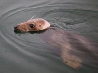 Halichoerus grypus 115, Grijze zeehond, Saxifraga-Bart Vastenhouw