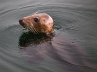 Halichoerus grypus 118, Grijze zeehond, Saxifraga-Bart Vastenhouw