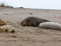 Halichoerus grypus 12, Grijze zeehond, Saxifraga-Bart Vastenhouw