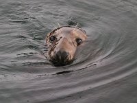 Halichoerus grypus 120, Grijze zeehond, Saxifraga-Bart Vastenhouw