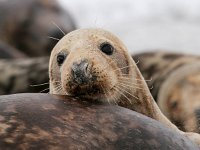 Halichoerus grypus 122, Grijze zeehond, Saxifraga-Bart Vastenhouw