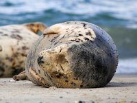 Halichoerus grypus 123, Grijze zeehond, Saxifraga-Bart Vastenhouw