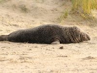 Halichoerus grypus 124, Grijze zeehond, Saxifraga-Bart Vastenhouw