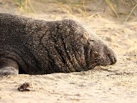 Halichoerus grypus 125, Grijze zeehond, Saxifraga-Bart Vastenhouw