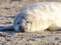 Halichoerus grypus 126, Grijze zeehond, Saxifraga-Bart Vastenhouw