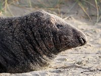 Halichoerus grypus 127, Grijze zeehond, Saxifraga-Bart Vastenhouw