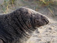 Halichoerus grypus 128, Grijze zeehond, Saxifraga-Bart Vastenhouw