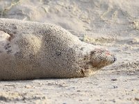 Halichoerus grypus 129, Grijze zeehond, Saxifraga-Bart Vastenhouw